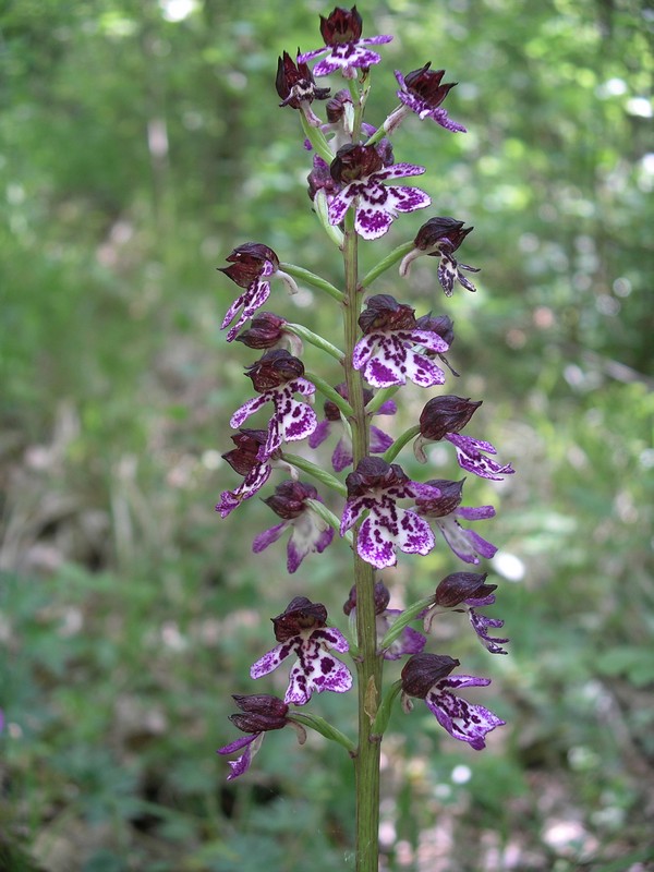 Orchis purpurea? Ibrido?